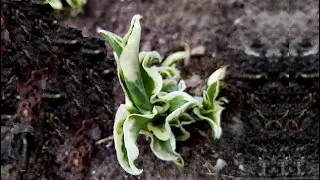 Хоста Let's Twist Again #hosta #хосталетствистэгейн