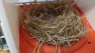 Élevage de canaris et chardonneret 2019