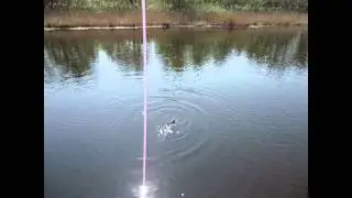 Ловля сома на Днепре