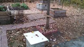 Veritable garden at Sep. 27th