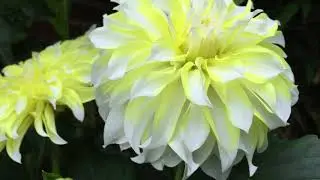 Георгина Hollyhill Lemon Ice  Dahlia Hollyhill Lemon Ice в моем саду в Лондоне.
