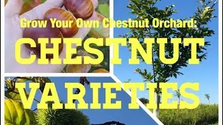 How to Grow a Chestnut Orchard: Part II: Selecting Chestnut Varieties to Grow