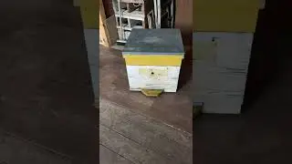 Совет от пасечника