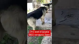 Нашёл свою игрушку . ВЕО овчарка Эрик 