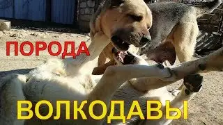 (армянский волкодав) — аборигенная порода собак,