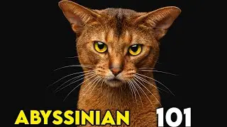 Abyssinian Cat 101 - EVERYTHING You Need To Know
