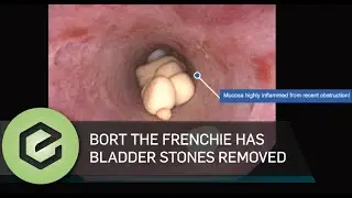 Percutaneous Cystolithotomy via scope: Bladder stone removal on French Bulldog
