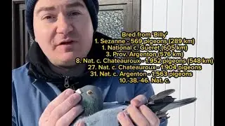 Super Pigeons of thoñe | Jos Thoñe | Racing pigeons