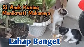 Anak Kucing yang Baru Pertama Kali Makan Makanan Kucing Dewasa Sambil di Dampingi Induknya