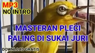 MASTERAN PLECI SUARA WITWIT VS SUARA JANGKRIK