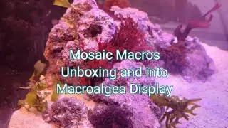 Mosaic Macros order Unboxing and review! Nano Reef Builder Macroalgea display.