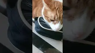 Кот учёный,  сидит за столом. Рамзес.  #cat #рамзес #ramzes