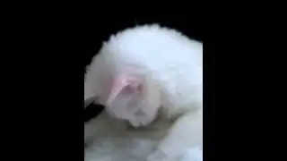 pipisini yeni keşfeden komik kedi:))