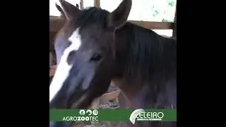 SAL ROSA PARA CAVALOS
