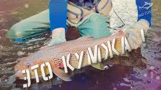 Выехали за пеструшкой, а поймали Кумжу! Две реки за один день