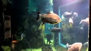 Красивые рыбы в аквариуме Лазаревское