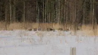 Dziki w Puszczy Knyszyńskiej