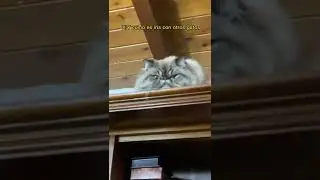Otros gatos??😬#short #cat #kitten 🐈‍⬛