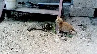 Yavru kediler merak ve oyun peşinde.