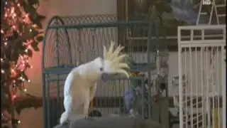 Snowball (TM) on Animal Planets Most Outrageous Animals