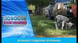 Большое подворье Крупиных