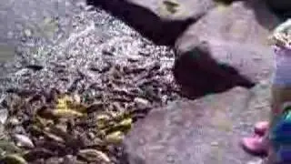 The Hungriest Koi in Japan