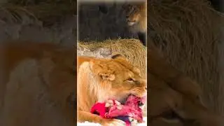 Лев'ячі іменини / Lions’ birthday #shorts