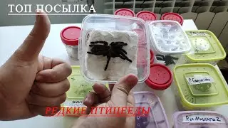 Rare Tarantula Species: A Dear Parcel with New Species