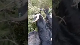 GÖKÇEYE DEVAM..🖤👌🐐🌹