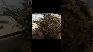 #kekik