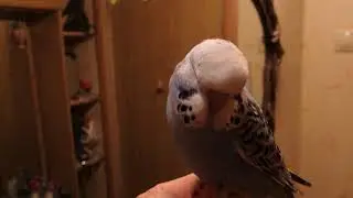 ВНУК АНХЕЛЯ И НЕМАНА декабрь 2018 41 день