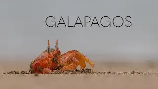 Galapagos Wildlife Teaser