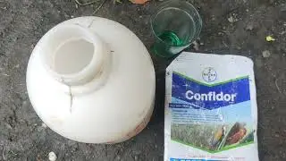 CARA BASMI ULAT BULU
