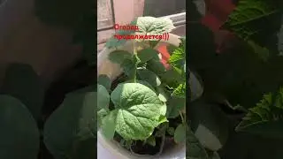 Новая рассада!