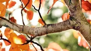 О наш Отец на небесах