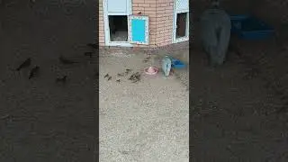 Серо-Крапчатая Цесарка