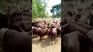beautiful sounds #, ankole cattle