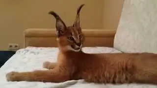 ♔VipLeo. Каракал нашего питомника gannakuzmina.com . Caracal