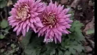 Asmaan Beyan Karde
