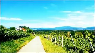 Schwarzwald ( Blackforest )