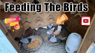 Feeding The Birds (Birmingham Roller Pigeons)