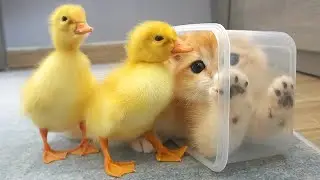 Kitten Loki is playing with great excitement next to 2 little ducks