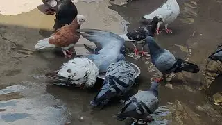 #pigeon