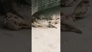Шеф знает толк в кофеине