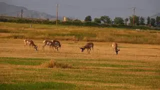 Antelope Feeding 4k, Sony RX10  IV