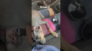 New life of a rescued puppy!! 