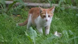 Cute and Funny Cat Videos Compilation | Ajmal Hussain