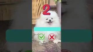 Dog Facts: Learn English