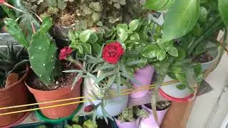 Güzel Çiçeklerim Son Hali Herkeze Hayırlı Haftalar Dilerim 🤲🤗💐🥀🥀🪴🌺👍