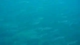Fotosub Apnea Lisas